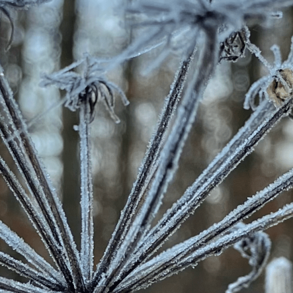 Essenz in Schwingung